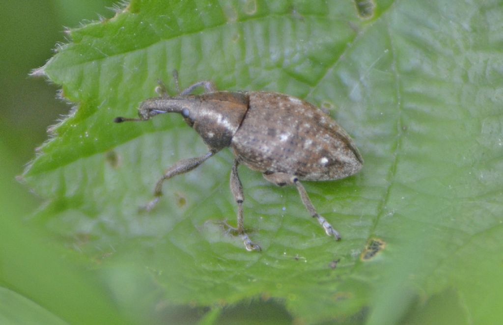 Curculionide id. - Lepyrus cf. armatus